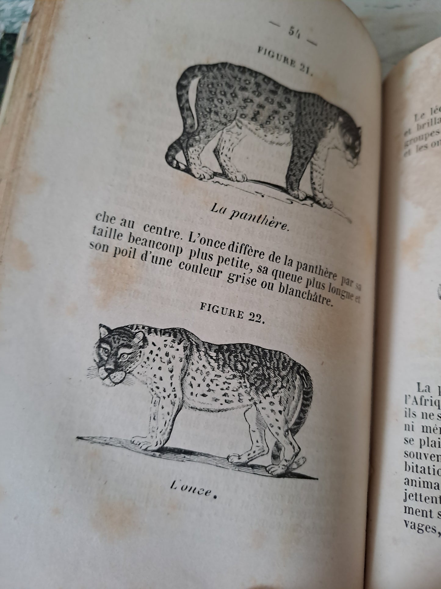 L'homme et mammifères.Nouveau spectacle de la nature ou Dieu et ses œuvres. 1842. Ancien livre vintage catholique.