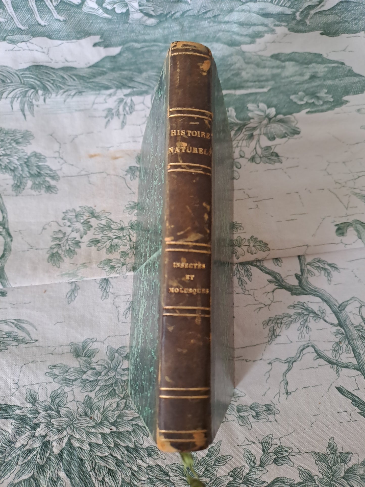 Insectes/ mollusques articulés. Nouveau spectacle de la nature ou Dieu et ses œuvres. 1842. Ancien livre vintage catholique.
