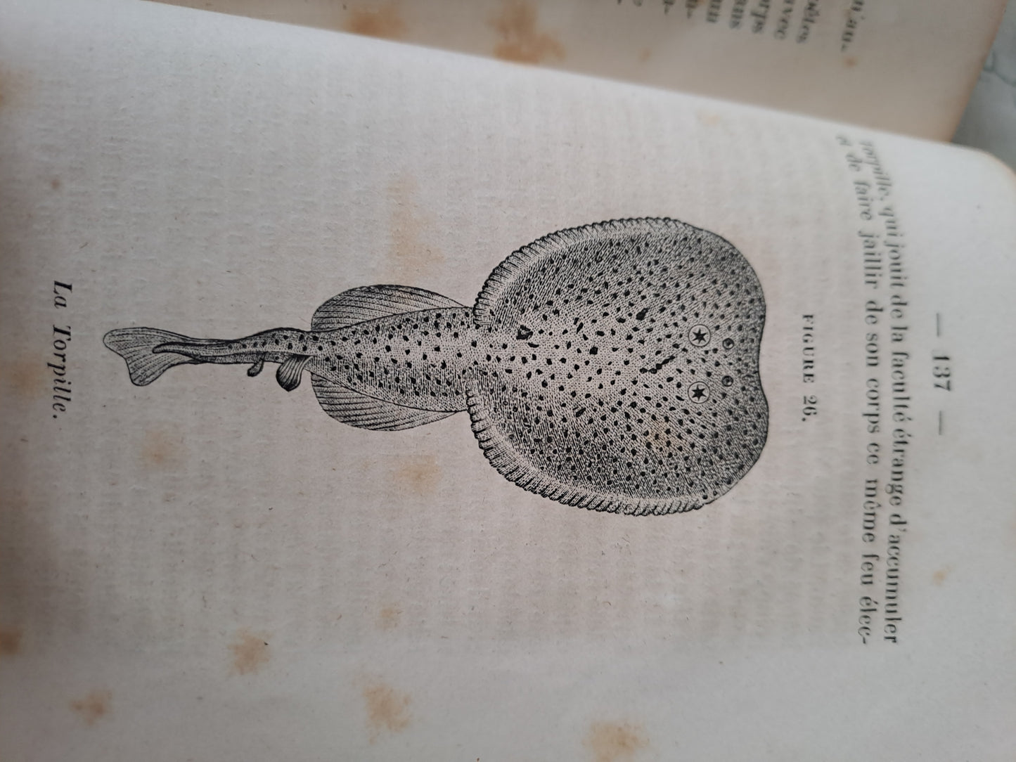 Oiseaux / reptiles et poissons. Nouveau spectacle de la nature ou Dieu et ses œuvres. 1842. Ancien livre vintage catholique.